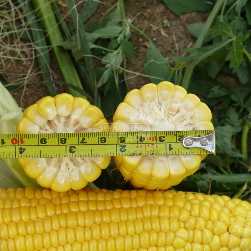 Добрыня F1 / Dobrynja F1,70 дней фото 3