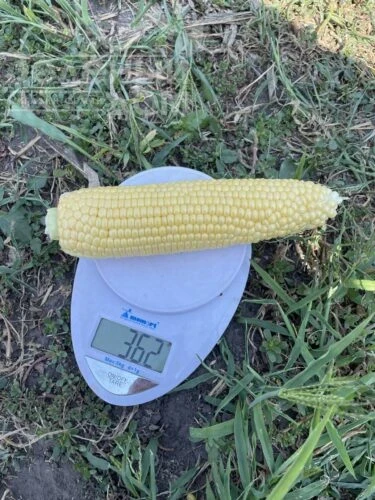 Гейзер F1 / Heyzer F1, 72 дня фото 4