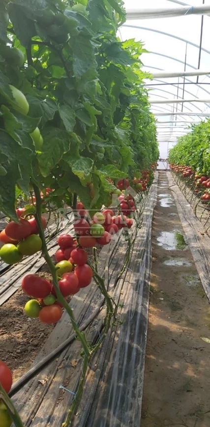 Ланканг F1 / Lankanh F1 фото 6