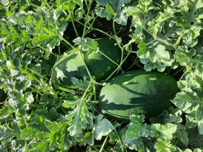 Виллинг F1 / Villing F1, 70 дней фото 5