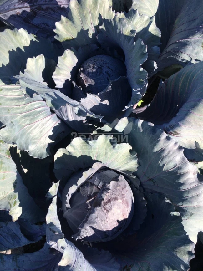 Редгард F1 / Redgard F1,130-135 дней фото 1