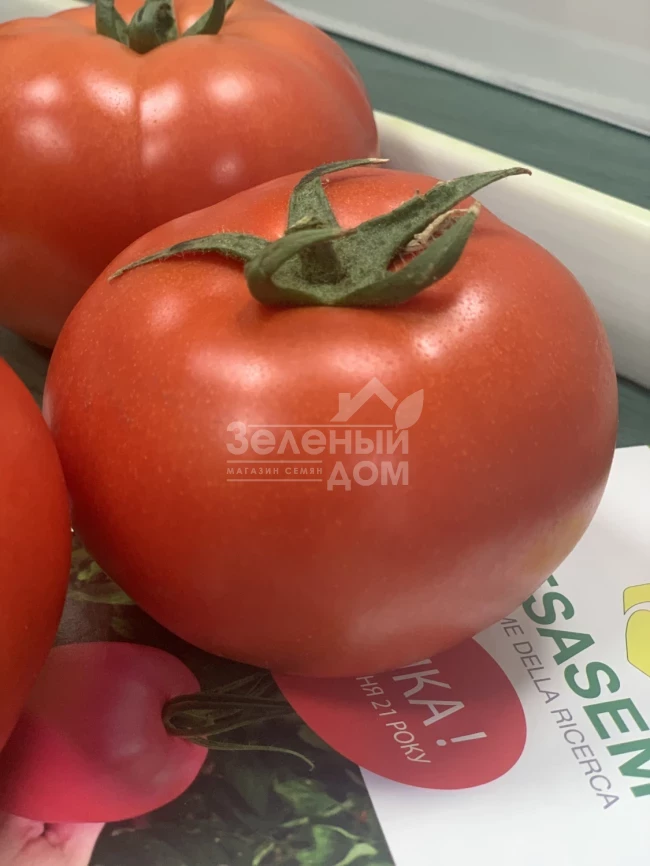 Адриатика F1 / Adriatika F1, 60-65 дней фото 1