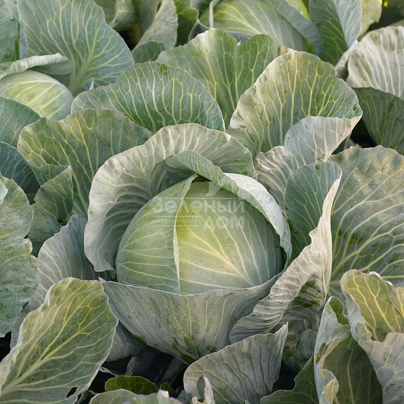 Кеплер F1 / Kepler F1 фото 1