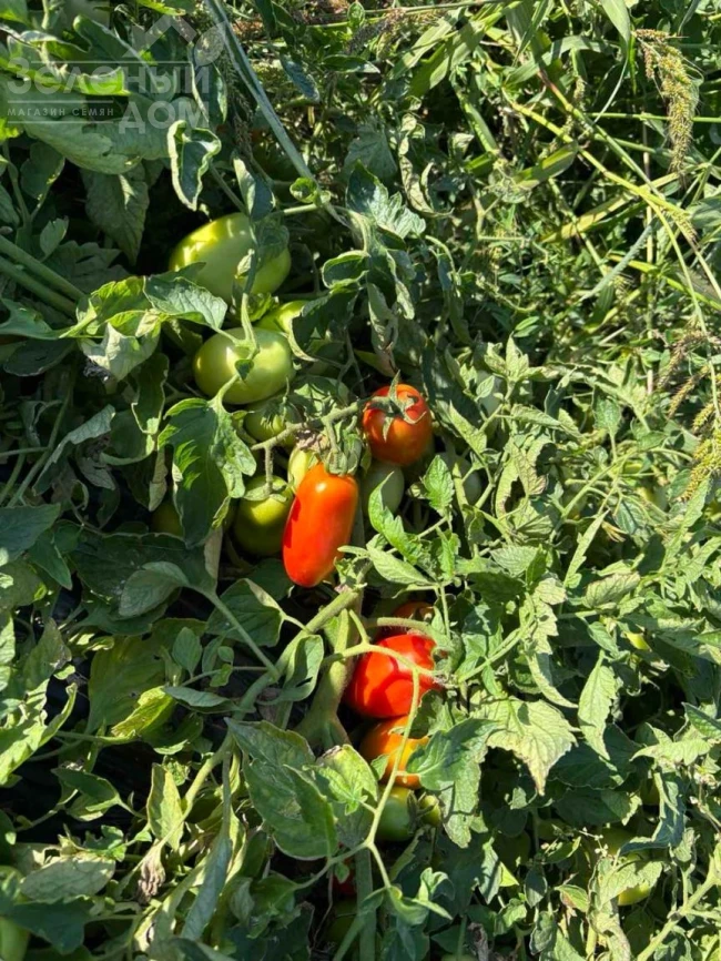 Филикса F1 / Filiksa F1 фото 3