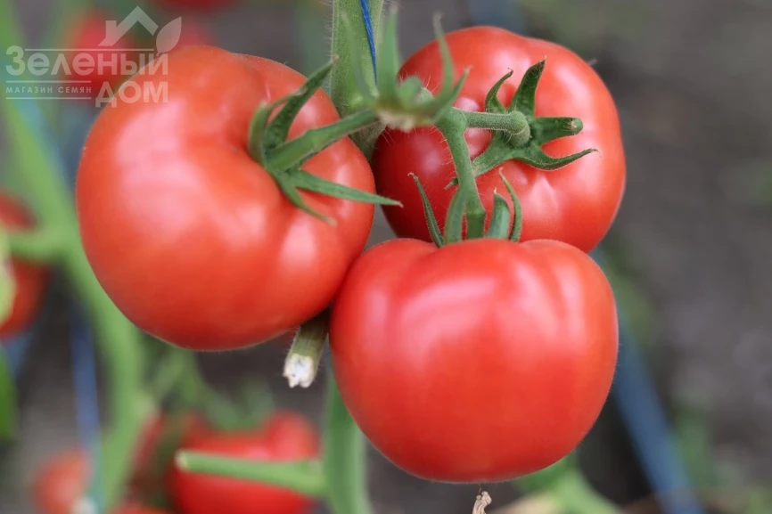 Розонет F1 / Rozonet F1 фото 1