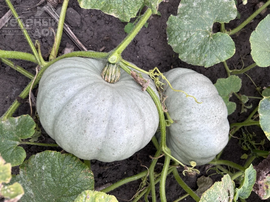 Краун Принс F1 / Kraun Prins F1 фото 3