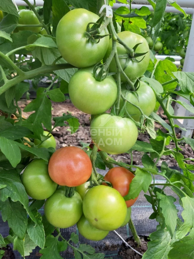 Сим-Сим (ЕЗ 777) F1 / Sim-Sim (EZ 777) F1, 60-65 дней фото 4