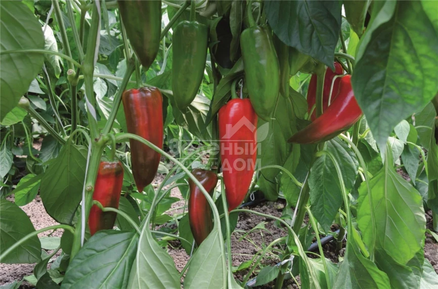 Хан F1 / Khan F1,100 дней фото 2