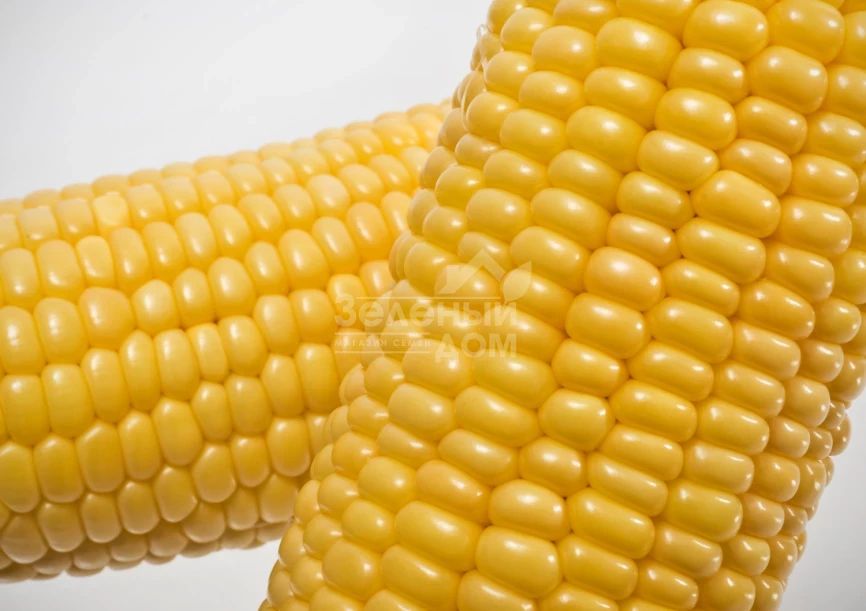 Мореланд (GSS 1453) F1 / Moreland  (GSS 1453) F1,83 дня фото 1