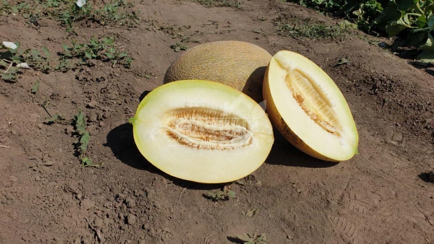 Маори F1 / Maori F1,70-72 дня фото 1