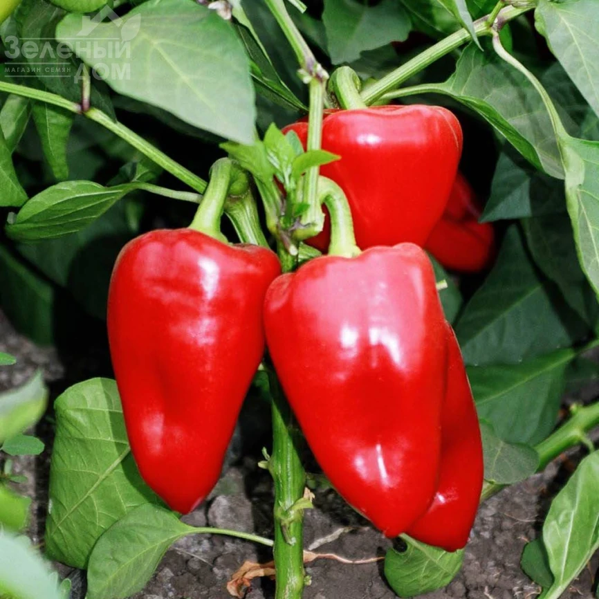 Подарок Молдовы / Podarok Moldovy фото 1