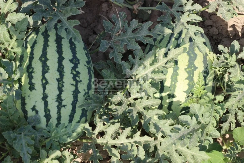 Тамтам F1 / Tamtam F1,58-62 дня фото 3