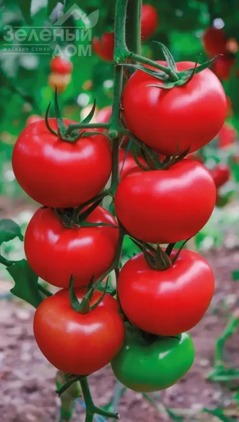 Квантум F1 / Kvantum F1 фото 1