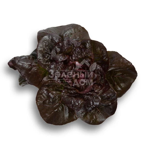 Розайн / Rosaine фото 3