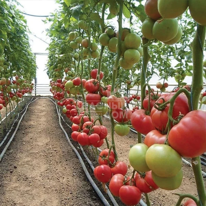 КС 240 F1 / KS 240 F1 фото 1