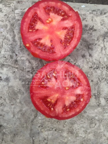 1606 F1 / 1606 F1,95 дней фото 3