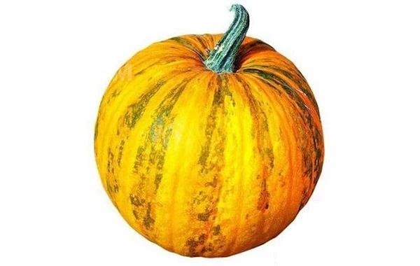 Украинская многоплодная / Ukrainskaya mnogoplodnaya фото 1