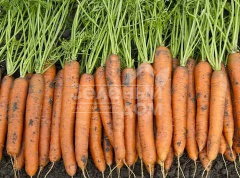 Карлано F1 / Carlano F1 фото 1