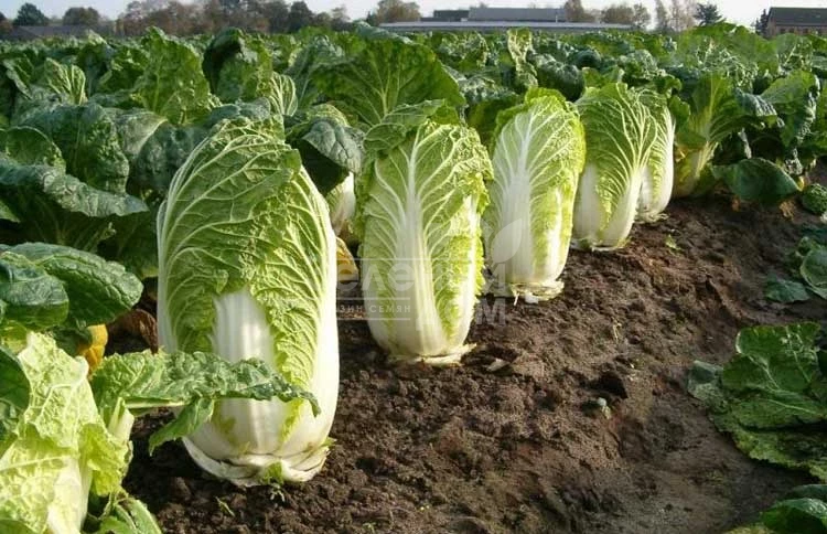 Юки F1 / Yuki F1, 65-70 дней фото 1