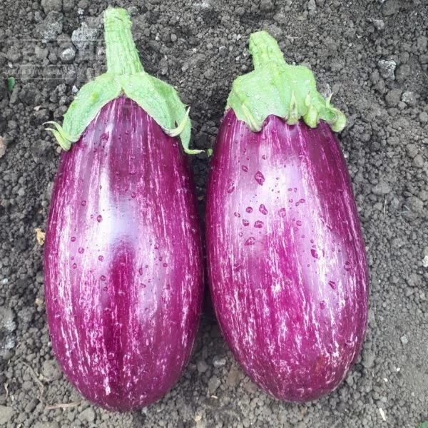 ЦРХ 50141 / CRX 50141 F1,60-65 дней фото 2