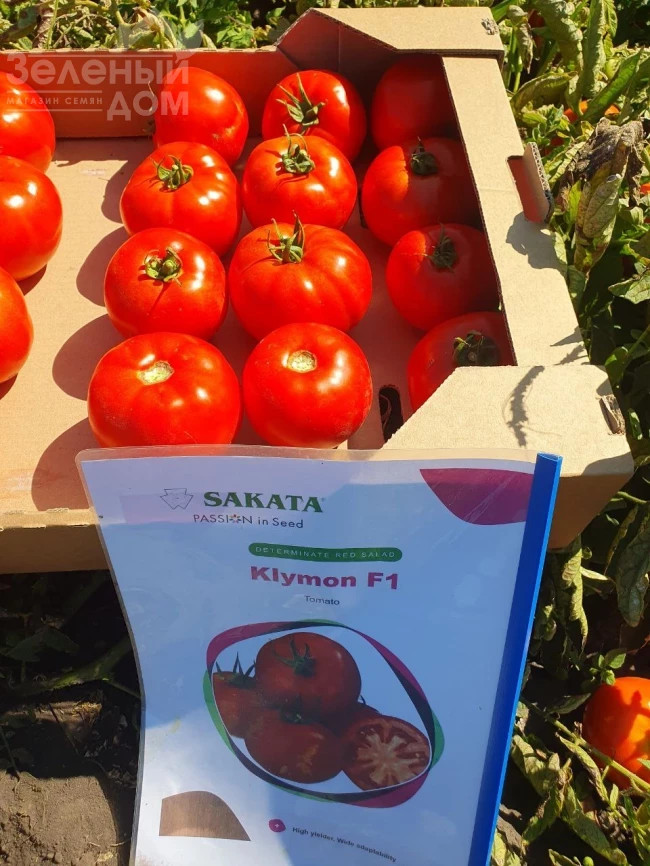 Климон F1 / Klimon F1, 67-72 дней фото 2