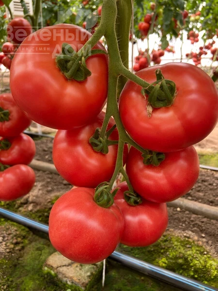 Масуми F1 / Masumi F1 фото 1