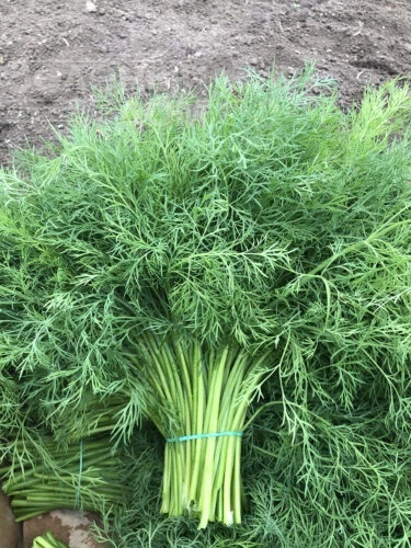 Брум / Brum фото 2