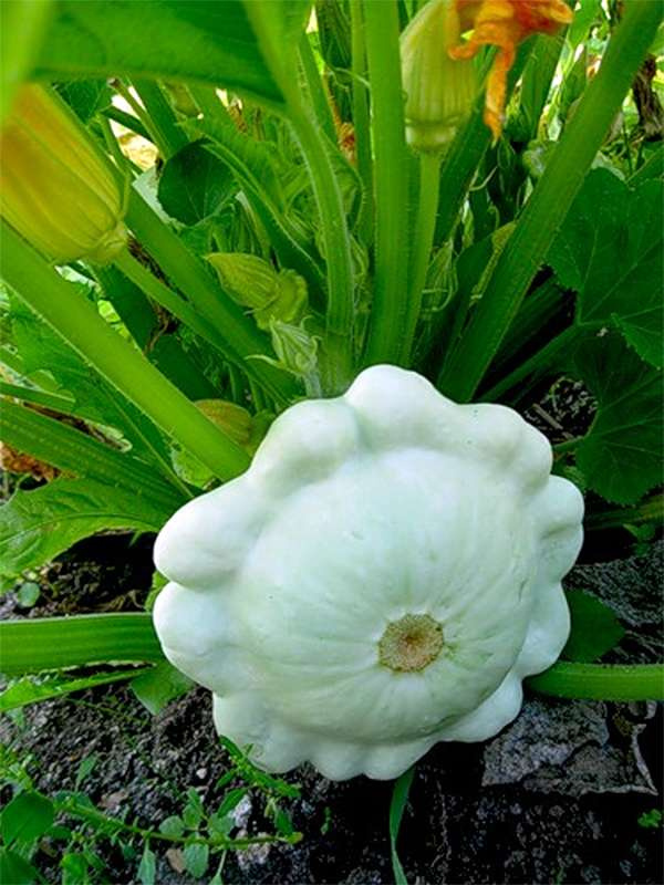 Сноудіск F1 / Snowdisc F1,40-45 днів фото 1