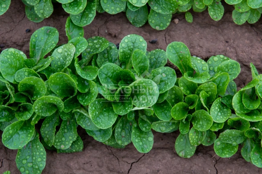 Бонвита / Bonvita фото 2