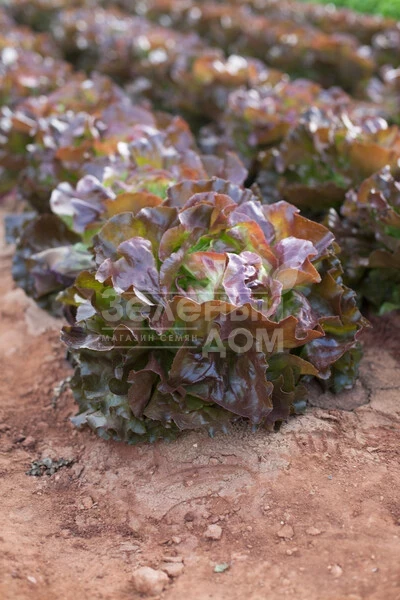 Скайфос / Skyphos фото 1