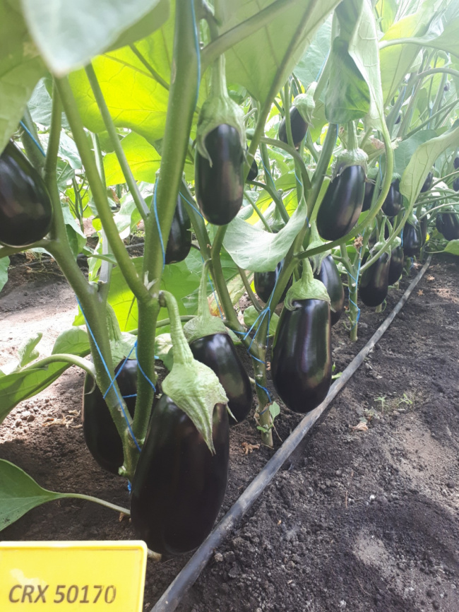 ЦРХ 50170 F1 / CRX 50170 F1 фото 2