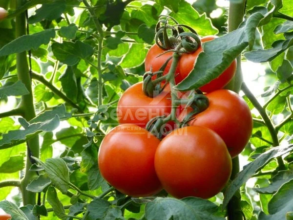 Махитос F1 / Mahitos F1,90-100 дней фото 4