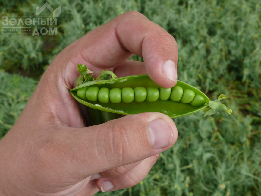 Мегасайз / Megasayz, 55-60 днів фото 4