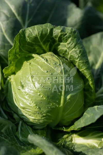 Люсима F1 / Lucyma F1, 48-50 дней фото 1