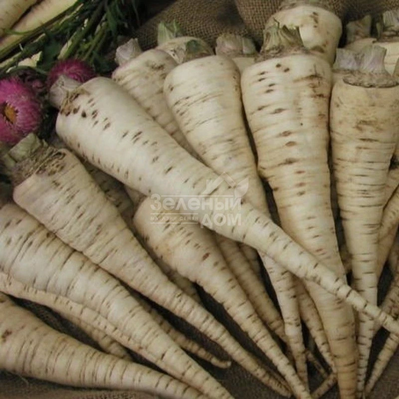 Орбис / Orbis фото 1