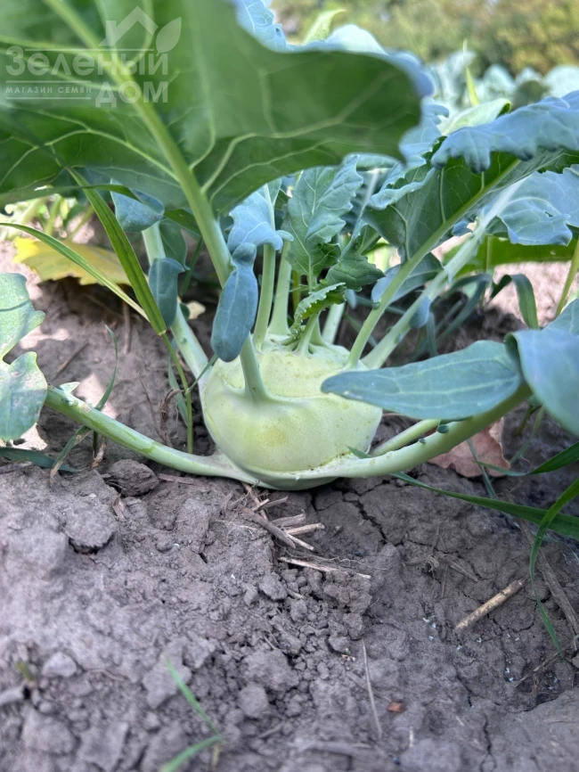 Квик Стар F1 / Kvik Star F1 фото 1