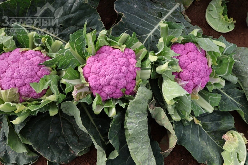 Лавендер F1 / Lavender F1, 65-90 дней фото 1