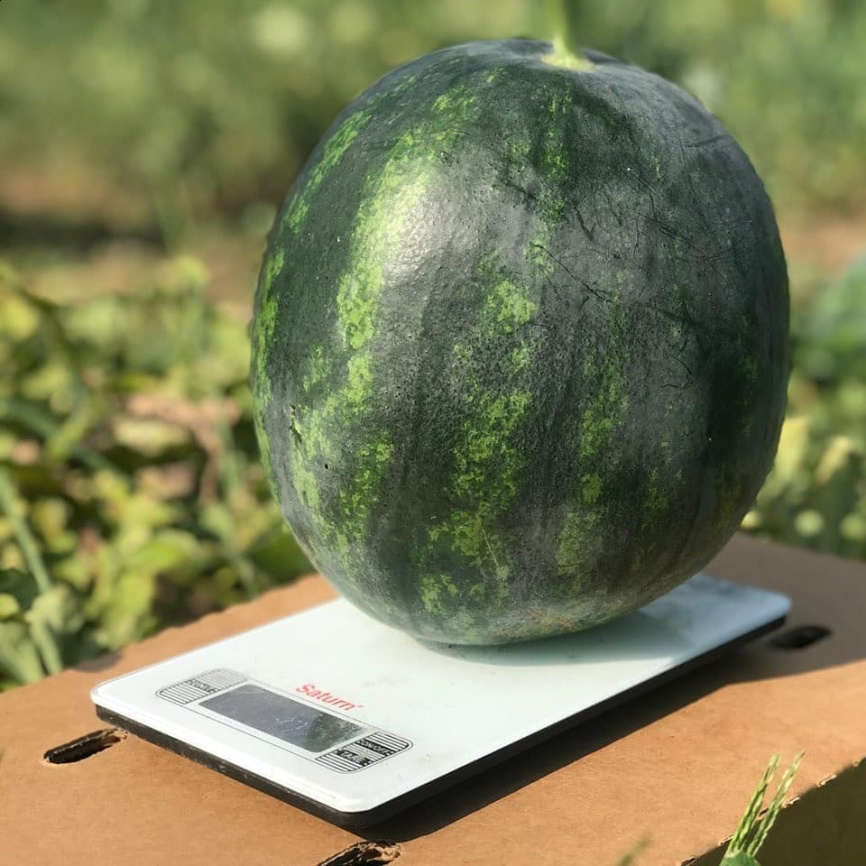 Екстазі F1 / Extazy F1,80-85 днів фото 1