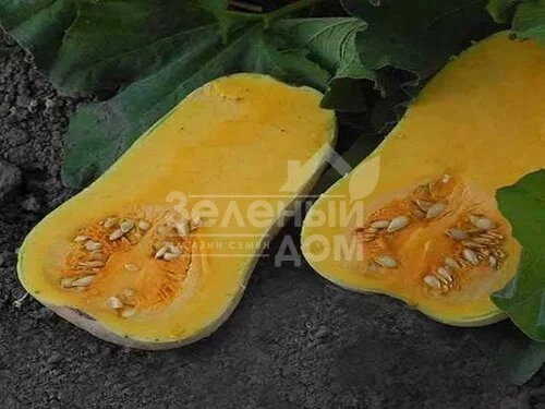 ЮГ 205 F1 / UG 205 F1,120-125 дней фото 1