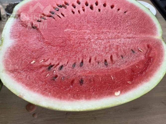 Лимпопо F1 / Limpopo F1, 72 дня фото 2