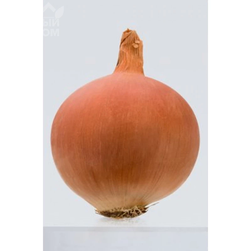 Леоне / Leone, 115 -120 дней фото 1