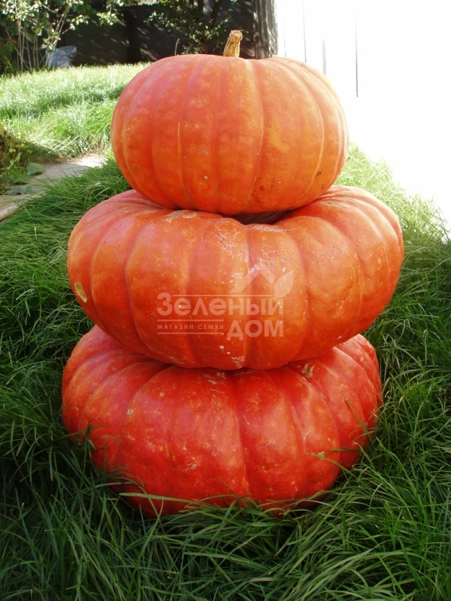 Руж виф де Тамп / Rouge vif D'etampe,110-115 дней фото 3