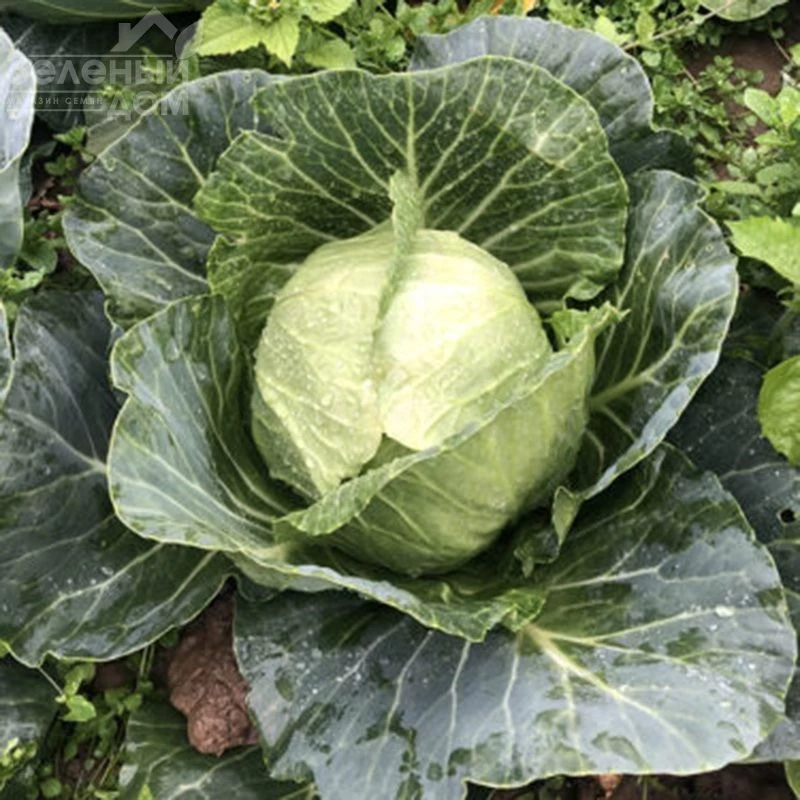 Вирджиния F1 / Virdzhiniya F1, 45-50 дней фото 4