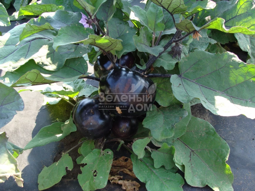 Лаура / Laura,100-110 дней фото 1