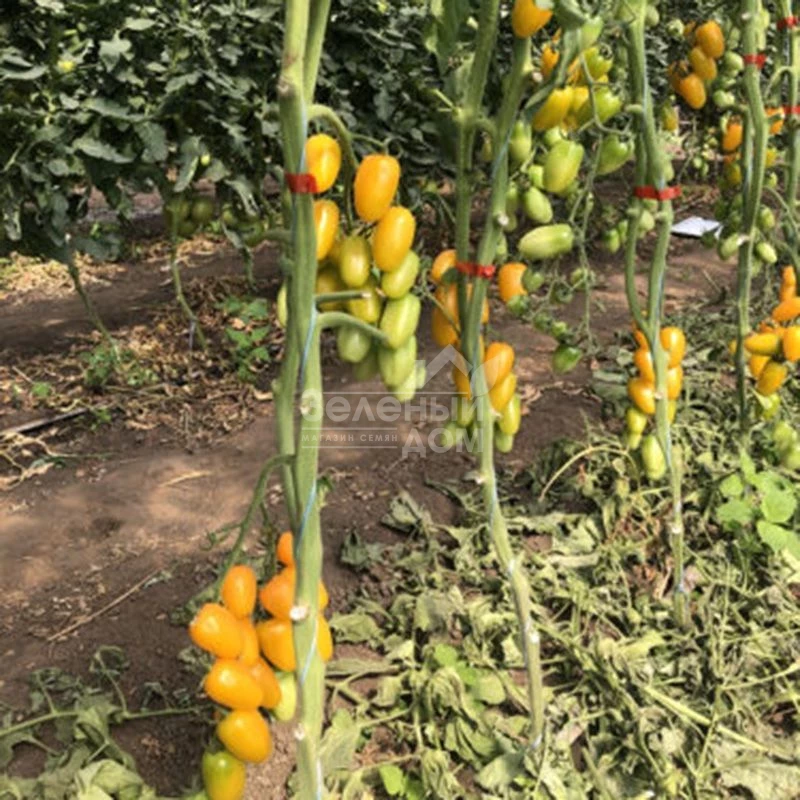 Еллоу Бидс F1 / Yellow Bids F1, 90 дней фото 2