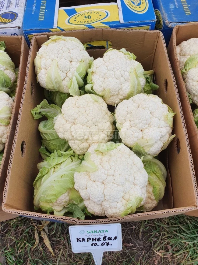 Карневал F1 / Karneval F1, 65-75 дней фото 5