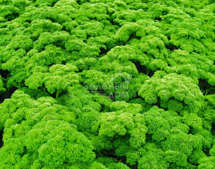 Петра / Petra,85 дней фото 1