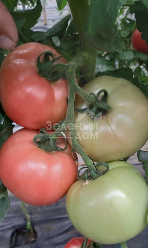 Розарий F1 / Rozariy F1 фото 4