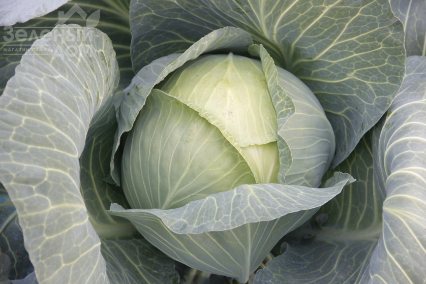 Віват F1 / Vivat F1 фото 1