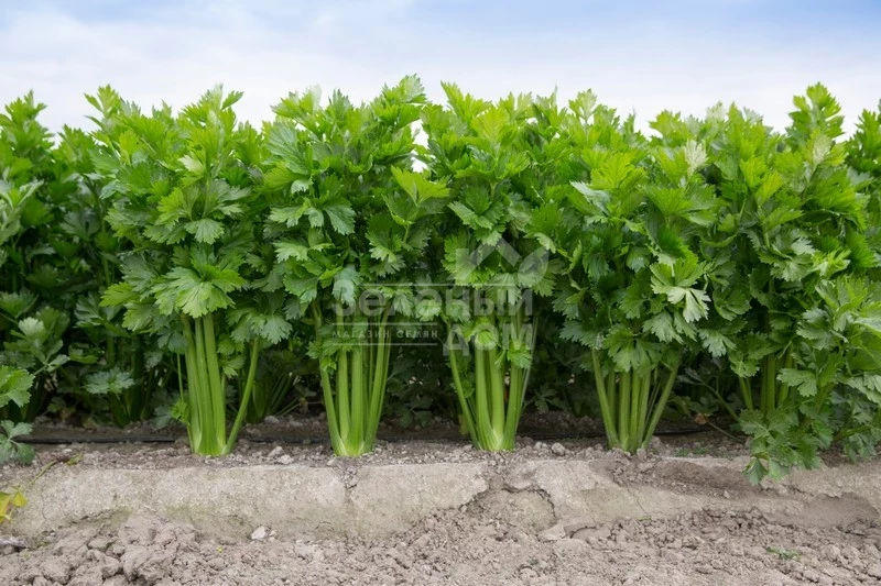 Келвин / Kelvin,140 дней фото 5